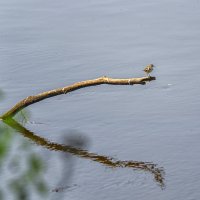 На коряге :: Сергей Цветков
