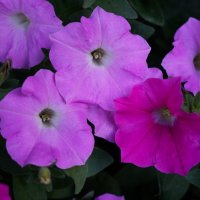 * * * :: Алёна Савина