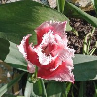 Необычный тюльпан :: Вера ВЕСНА см. Фотогруппа  ВЕСНА Личный Блог