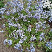 Цветы. :: Владимир Драгунский Цветы. :: Владимир Драгунский