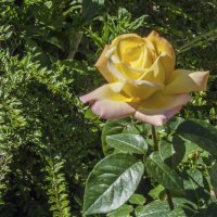 Глория  Дей :: Валентин Семчишин