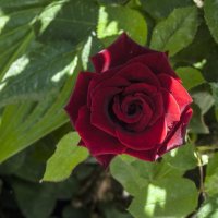 Бархатная  розочка :: Валентин Семчишин