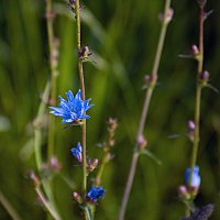 Цикорий :: Владимир Кроливец