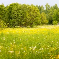 ЗА ОКОЛИЦЕЙ МЕСЯЦ МАЙ :: Валентина 