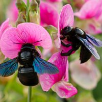 Плотники за работой :: Юрий. Шмаков Плотники за работой :: Юрий. Шмаков