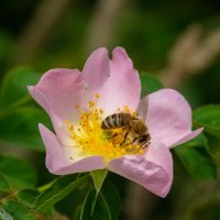 Хлеб насущный... :: Николай Гирш