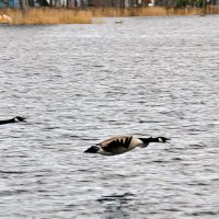 Семейная парочка и всё, как у людей ... :: Alexandеr P