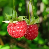 Сладкая малинка :: Валентина Богатко 