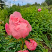 В Ботаническом саду Петрозаводска :: Ирэн 