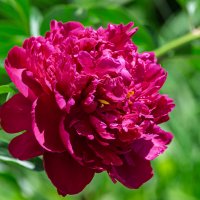 *** :: Виктор Иванович Чернюк