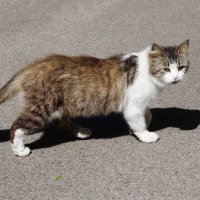 Братья наши меньшие :: Рита Симонова