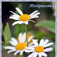 Россияне! С Днем семьи, любви и верности! :: Светлана SvetNika17