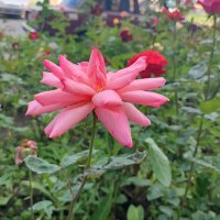 ,,, :: Сергей Тимоновский