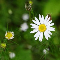 Солнышко :: Светлана 