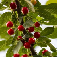 Ягоды вишни на ветке :: Александр Синдерёв