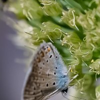 На луке :: Светлана SvetNika17 На луке :: Светлана SvetNika17