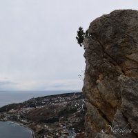 Природа Крыма :: Amazing Cosmea