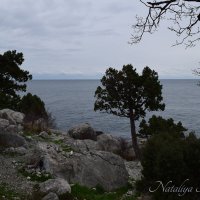 Природа Крыма :: Amazing Cosmea