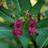 *** :: Владимир *** :: Владимир