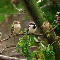 Бусы :: kolyeretka 