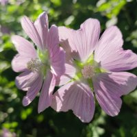 Цветочки :: Валентина Богатко Цветочки :: Валентина Богатко