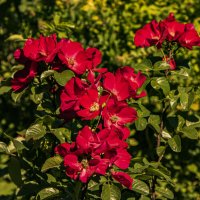 Вид розы :: Петр Беляков