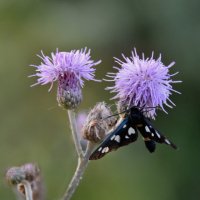 Бодяк полевой, ложная пестрянка :: Надежда Куркина Бодяк полевой, ложная пестрянка :: Надежда Куркина