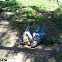 В ростовском зоопарке :: Нина Бутко