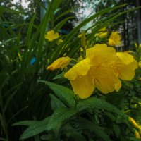 Природа в Городе :: юрий поляков