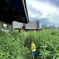 Лето. :: Венера Чуйкова Лето. :: Венера Чуйкова