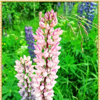 *** :: Татьяна Осипова(Deni2048)