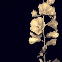 ... :: Юрий Ковшов