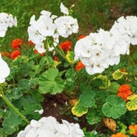 Серия Городские цветы". Белая герань и бархатцы. :: Лилия * Серия Городские цветы". Белая герань и бархатцы. :: Лилия *