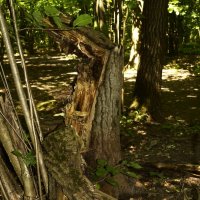 Сломанная жизнь. :: Василий Палий