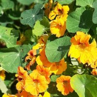 Цветы на Московской площади :: Наталья Герасимова Цветы на Московской площади :: Наталья Герасимова