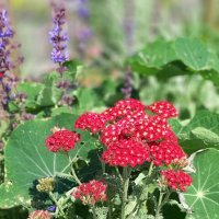 Цветы на Московской площади :: Наталья Герасимова