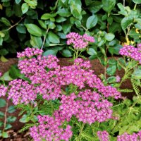 Тысячелистник розовый :: Валерий Судачок