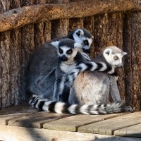 Лемуры :: <<< Наташа >>>