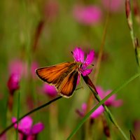 и снова бабочки 1 :: Александр Прокудин и снова бабочки 1 :: Александр Прокудин