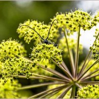 Про усы... :: Aquarius - Сергей