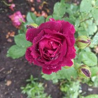 Роза :: Сапсан 