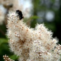 *** :: Сергей Сергеев