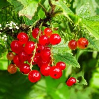 Созрела красная смородина. :: Милешкин Владимир Алексеевич 