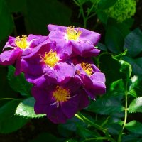 О красоте цветов. :: Милешкин Владимир Алексеевич 