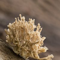 Рогатик :: Евгений Слободской