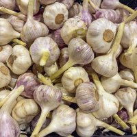 Молодой чеснок :: Валерий Иванович