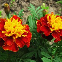 Красавцы :: Людмила Смородинская