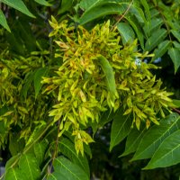 Семена :: Анатолий Чикчирный