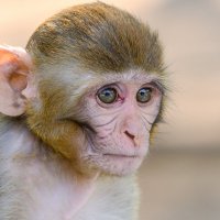 Обезьяны свободно гуляют по городу Индии :: Георгий А