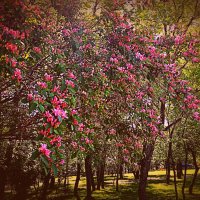 Цветы. :: Владимир Драгунский